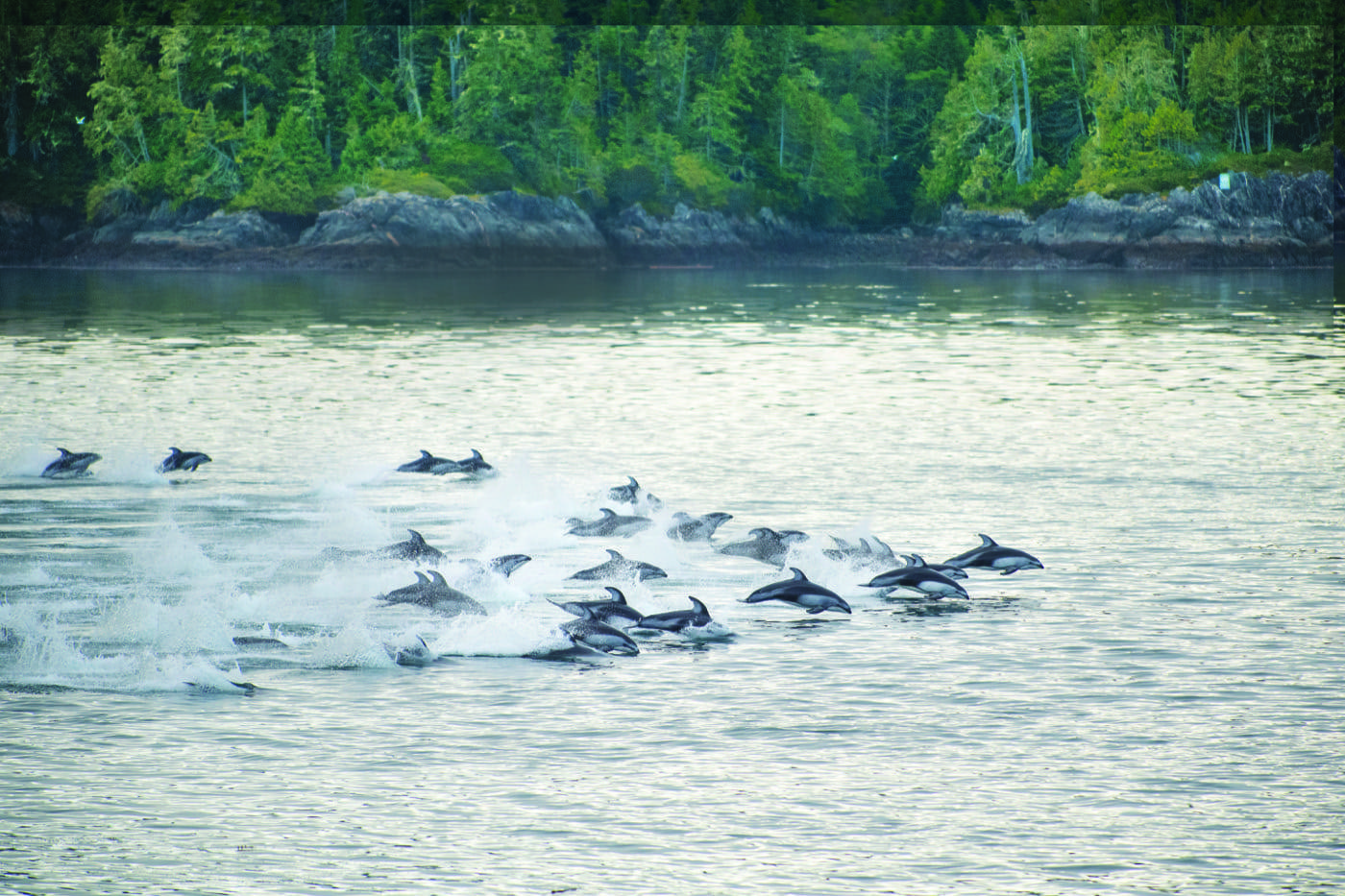 a large group of dolphins seeming to race at great speeds, all heading in the same direction