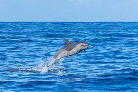 a gray dolphin with a spotted underside making a clean jump out of open blue waters