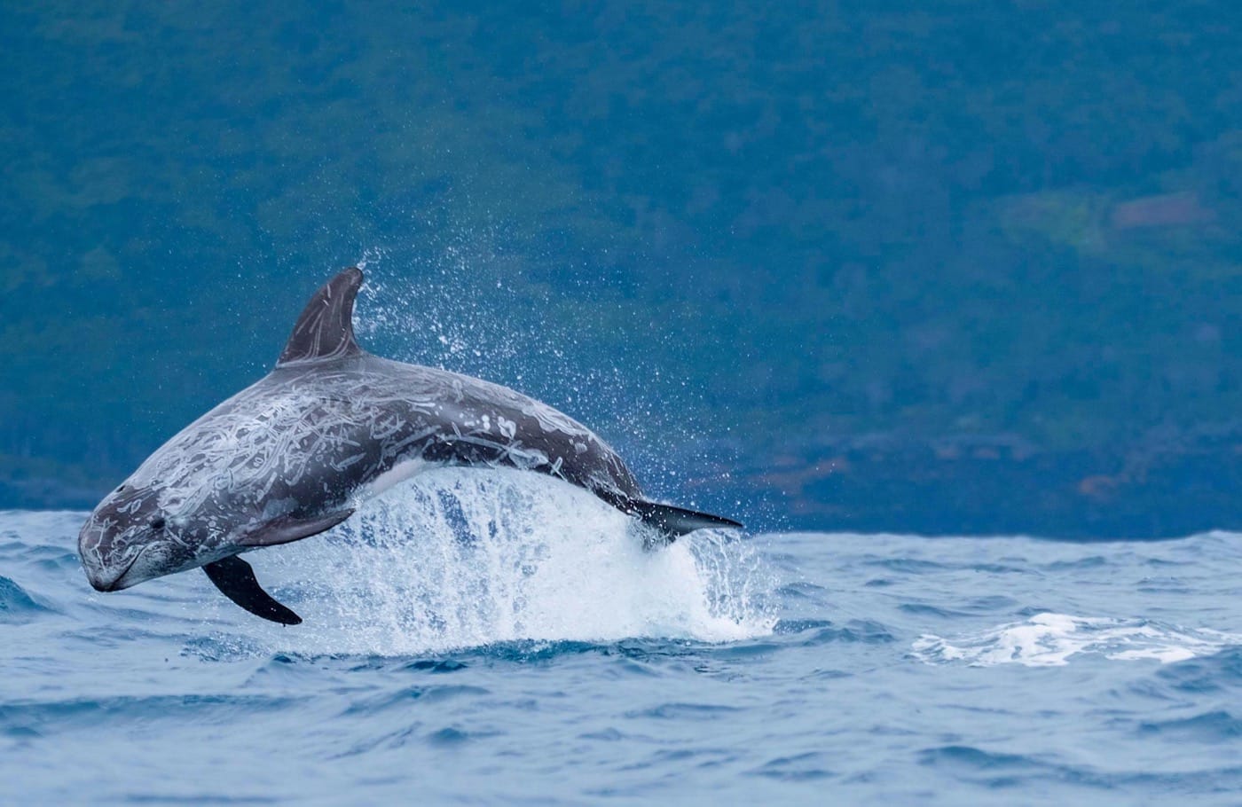 A Risso's dolphin leaping out of the water, its skin covered with white scars