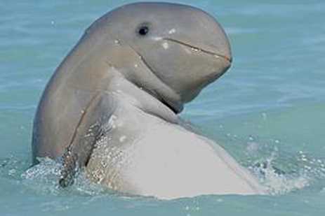 a muppet-like creature, bent forwards as it splashes in the water, its mouth a thin line