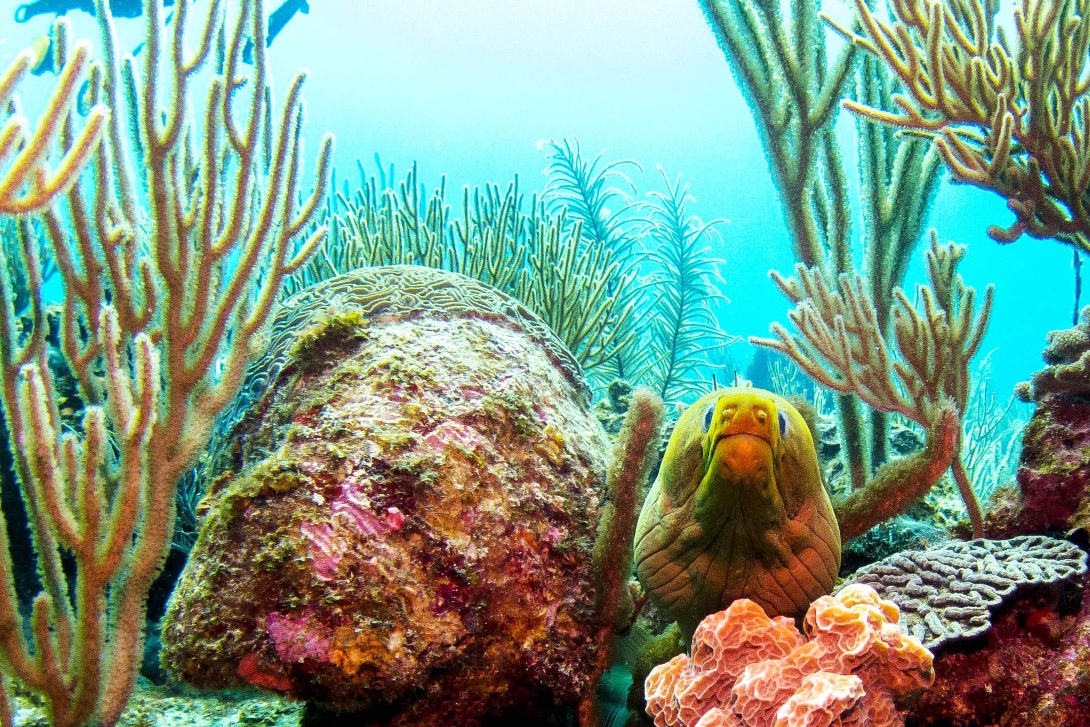 Eel and coral in Belize Barrier Reef