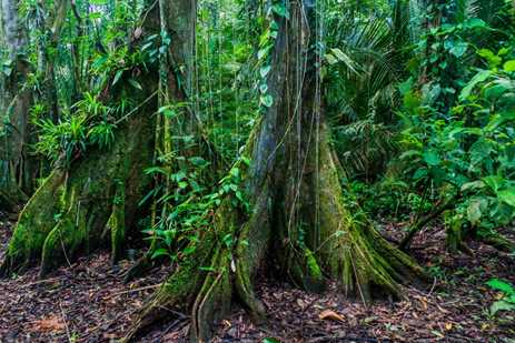 Lush greenery in a Belize rainforest