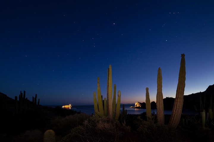 Giant cacti against a starry Baja California night