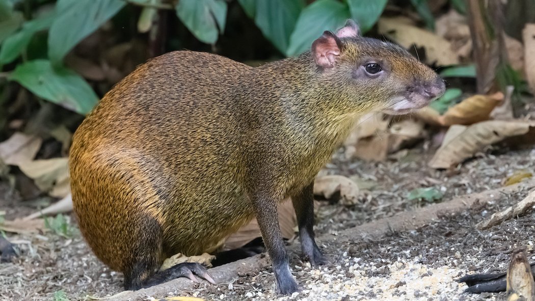 An agouti forages on the forest floor in Costa Rica