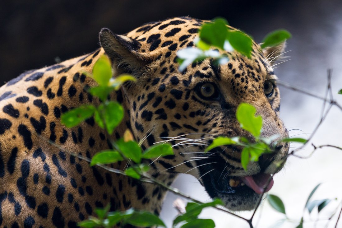 Close-up of a jaguar hunting in the jungle