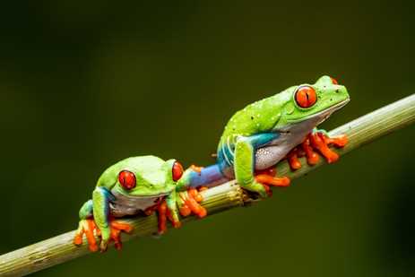 Two red-eyed tree frogs sit on a branch