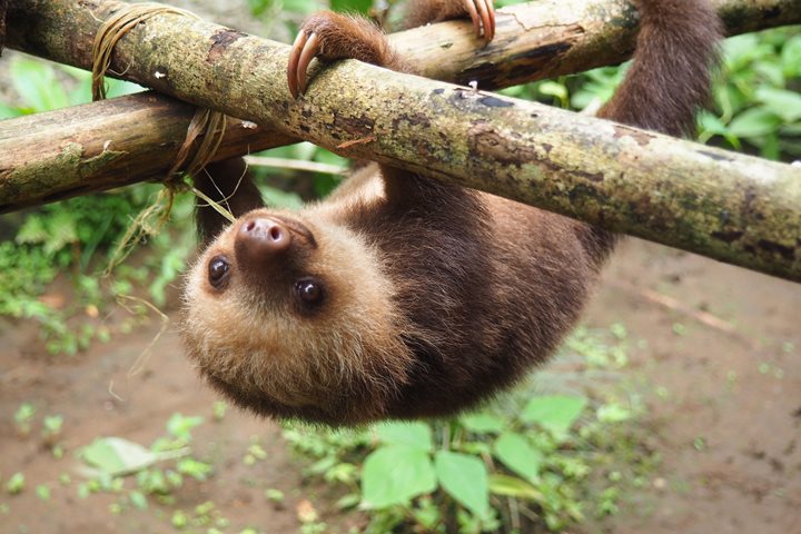 A baby sloth hanging upside down from a branch