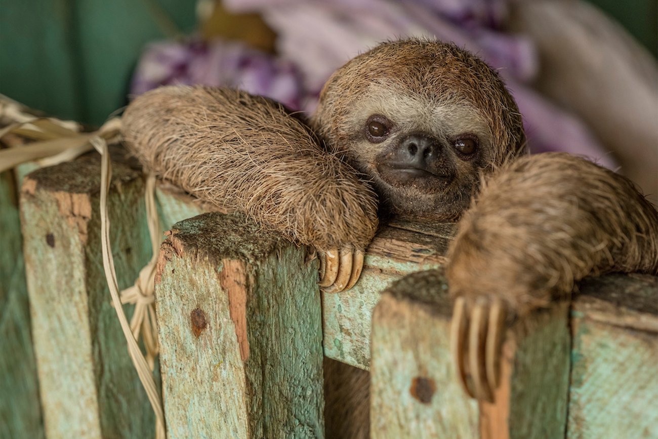 A baby sloth hanging over a fence