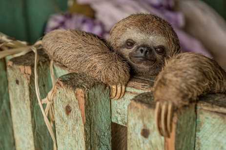 A baby sloth hanging over a fence