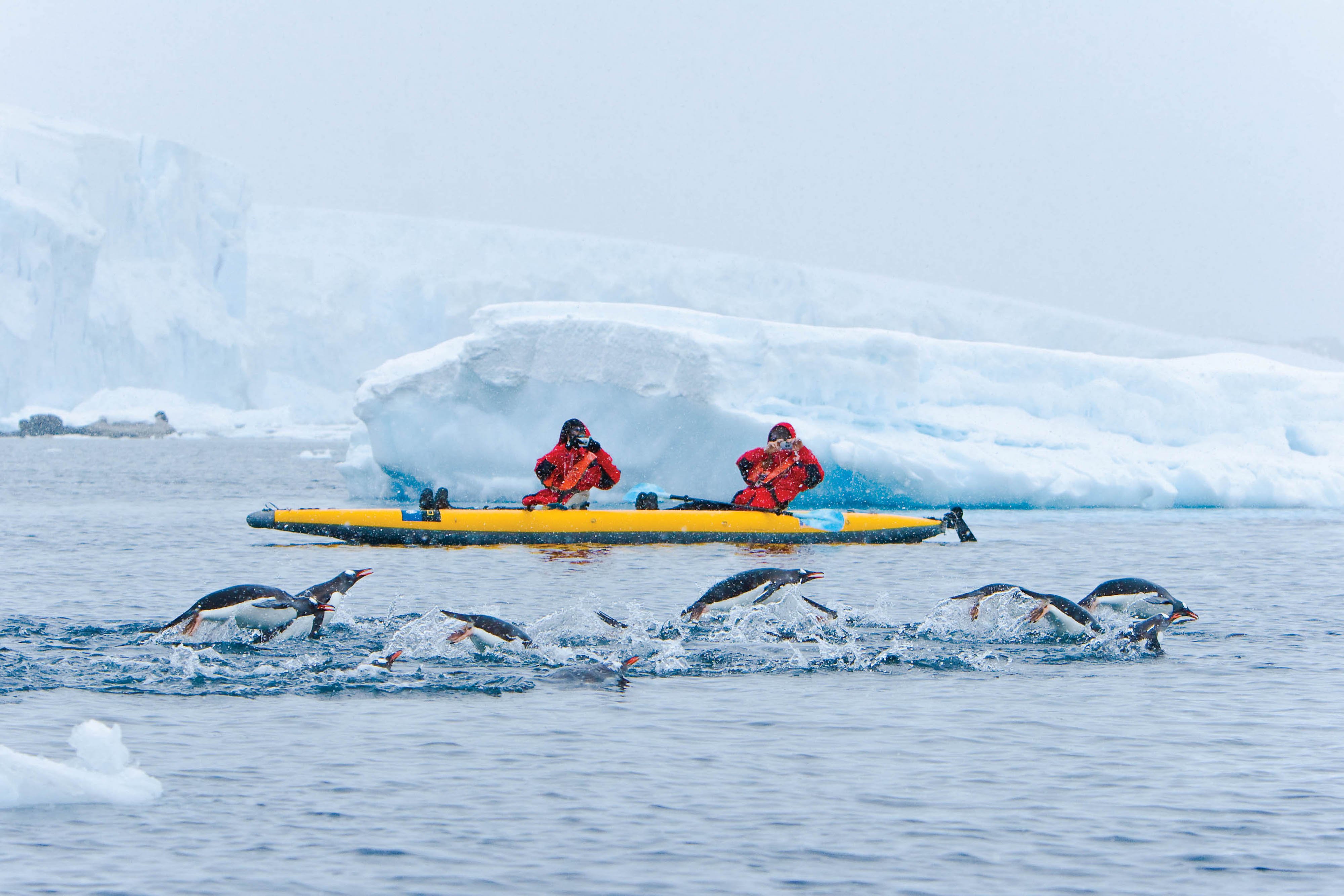 Kayakers pass a group of penguins