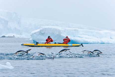 Kayakers pass a group of penguins