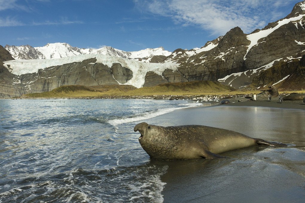 An elephant seal on the beach in South Georgia