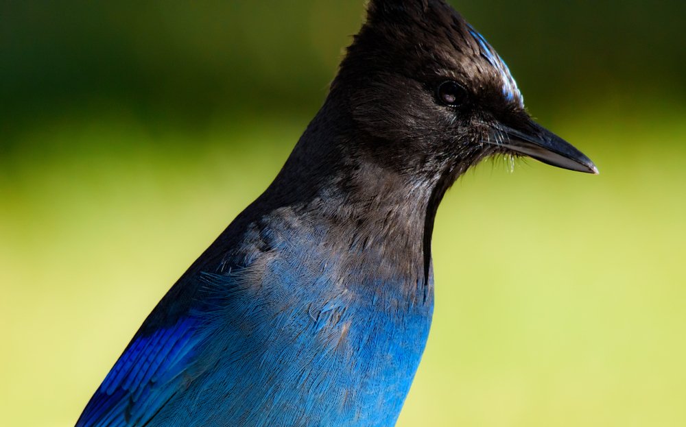SIde profile of a striking blue Steller's jay