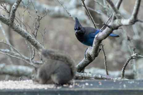 A Steller's jay watches a squirrel feed on seeds