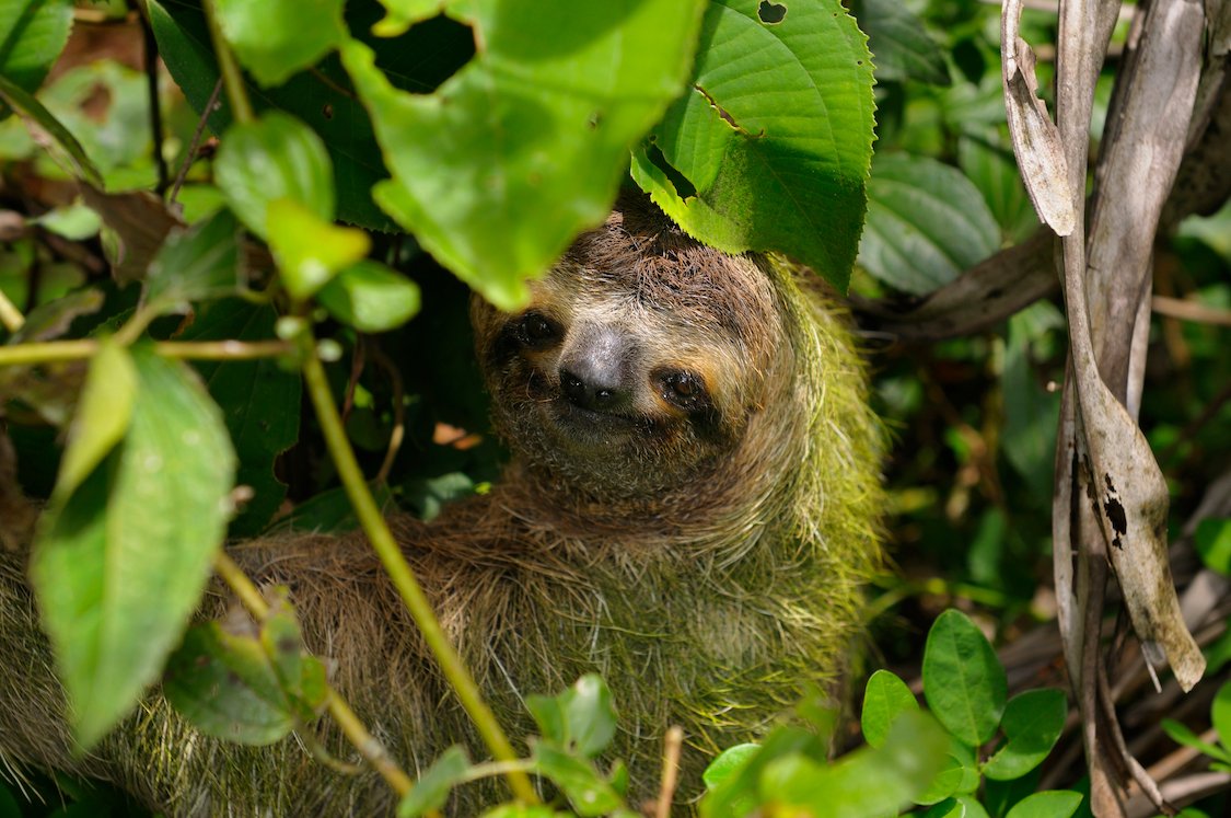 A brown-throated sloth covered in algae
