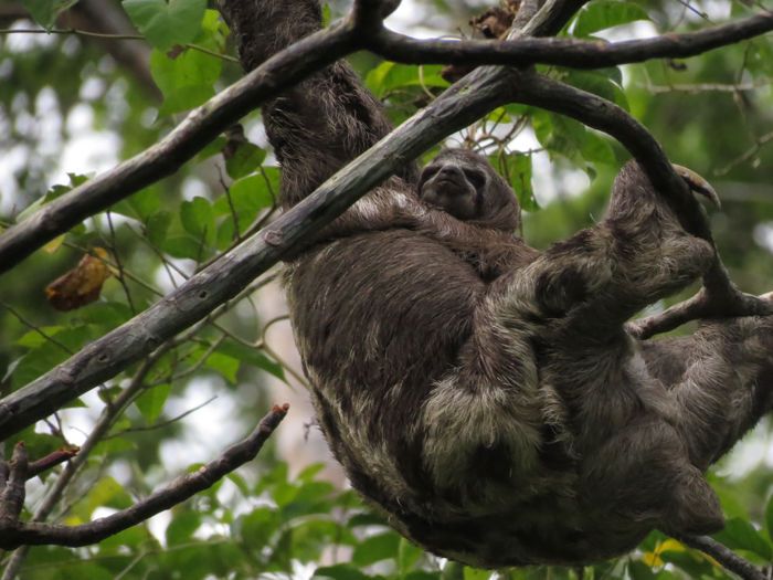 A brown-throated sloth baby clings to it mother