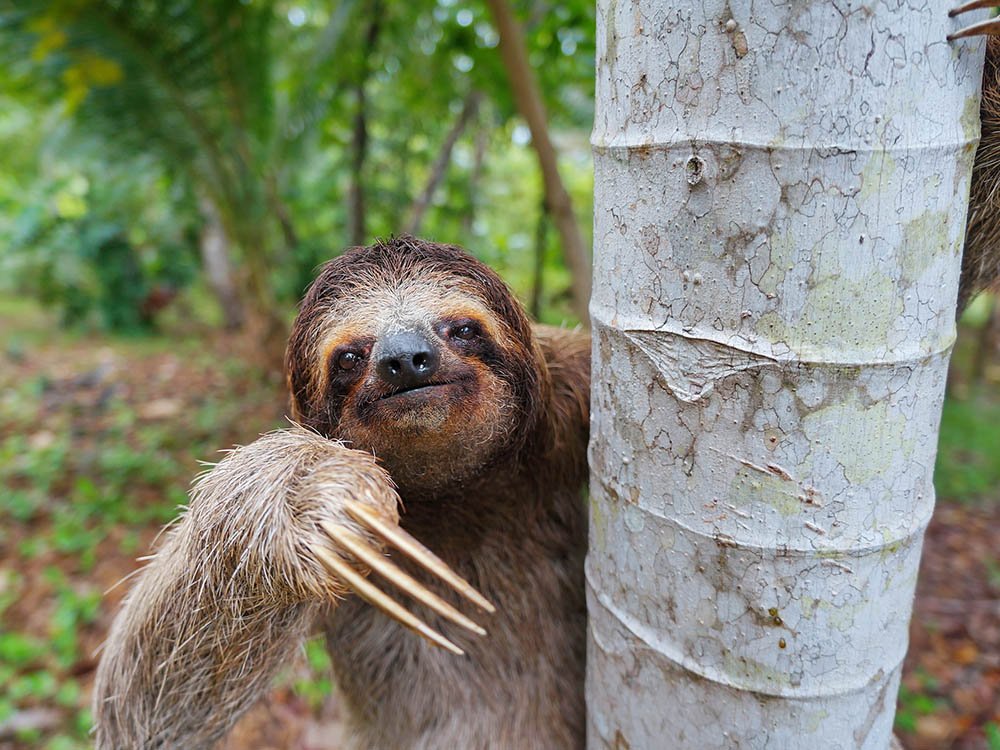 A portrait of a three-toed, brown-throated sloth
