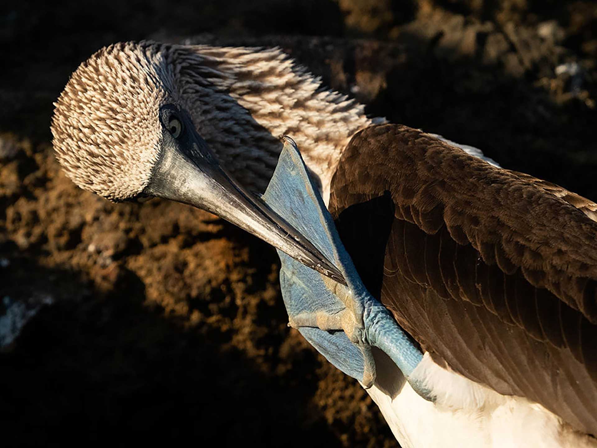 blue-footed booby