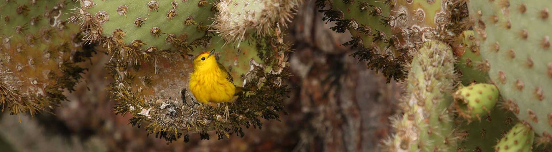 yellow warbler