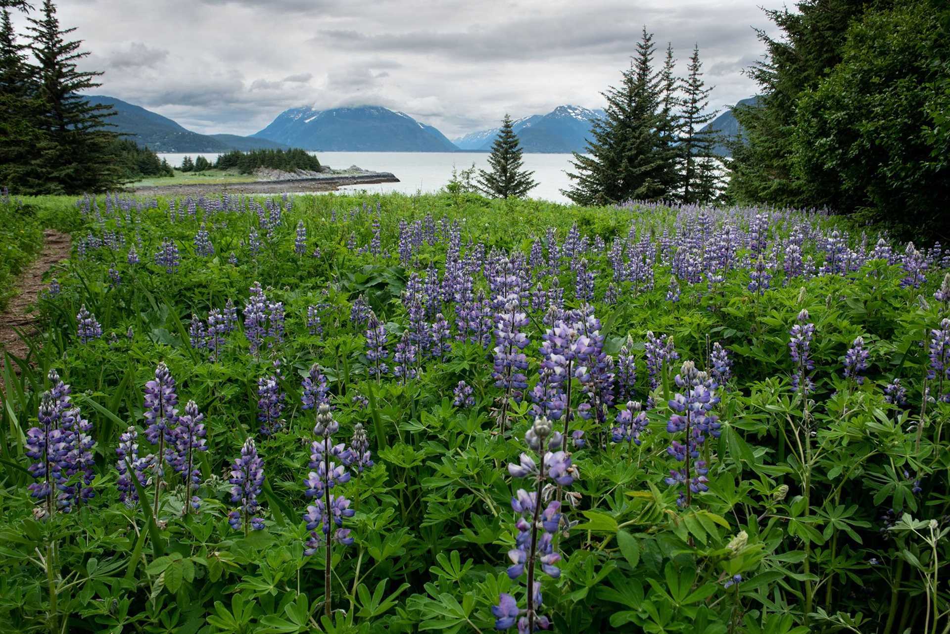 field of lupines