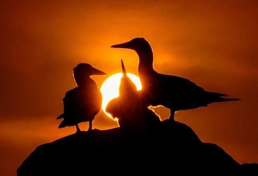 boobies silhouetted on rock