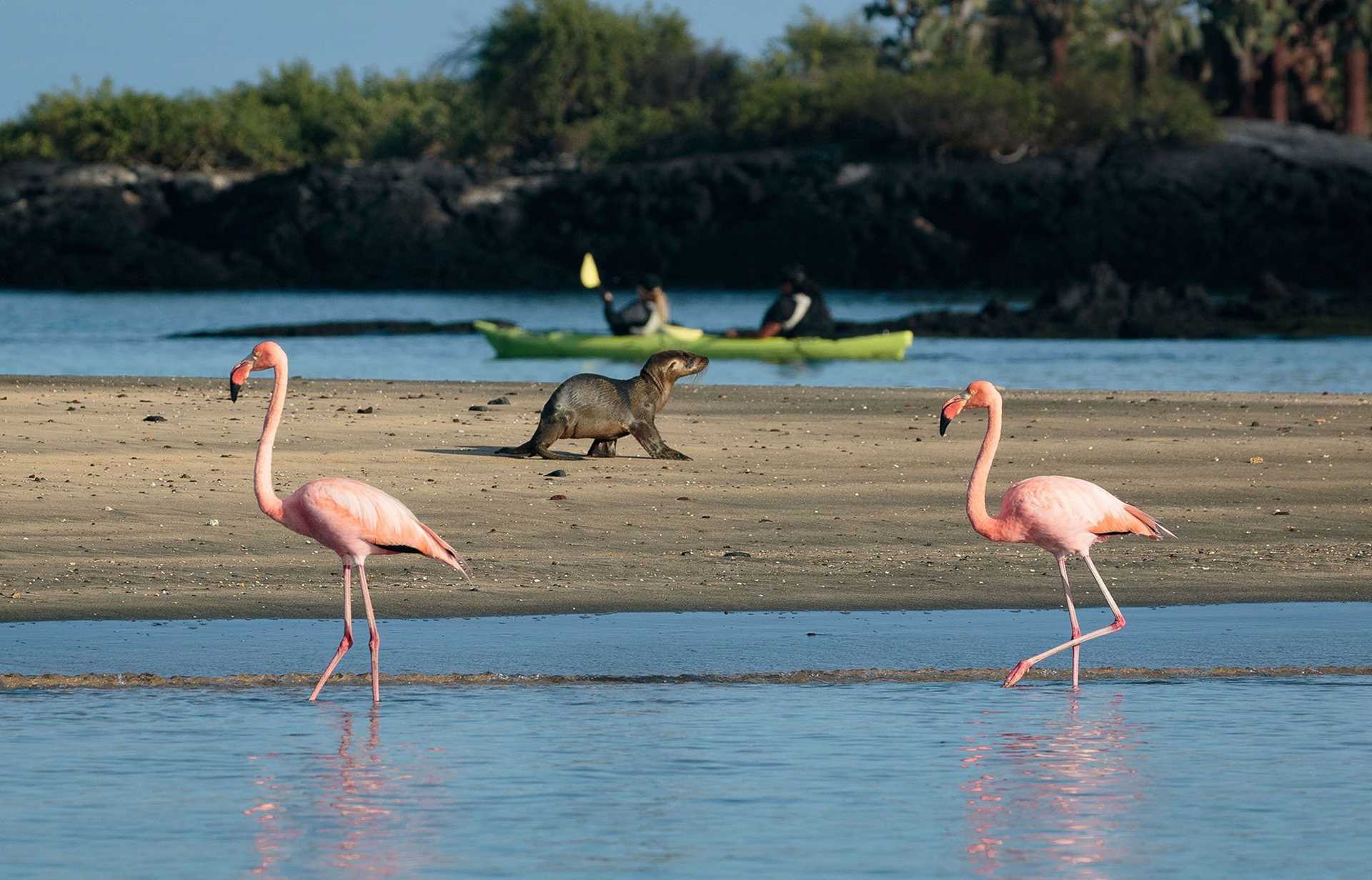 two flamingos and sea lion