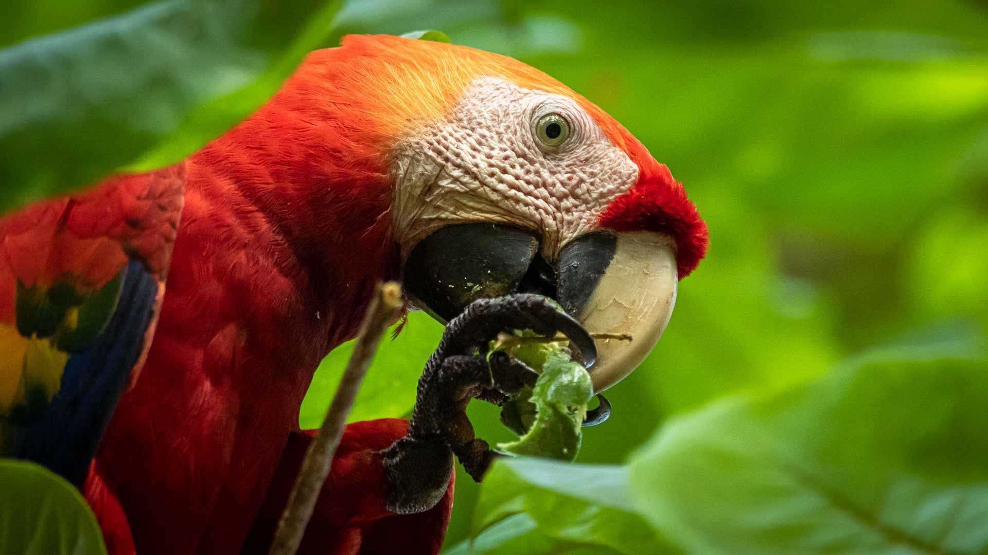 macaw