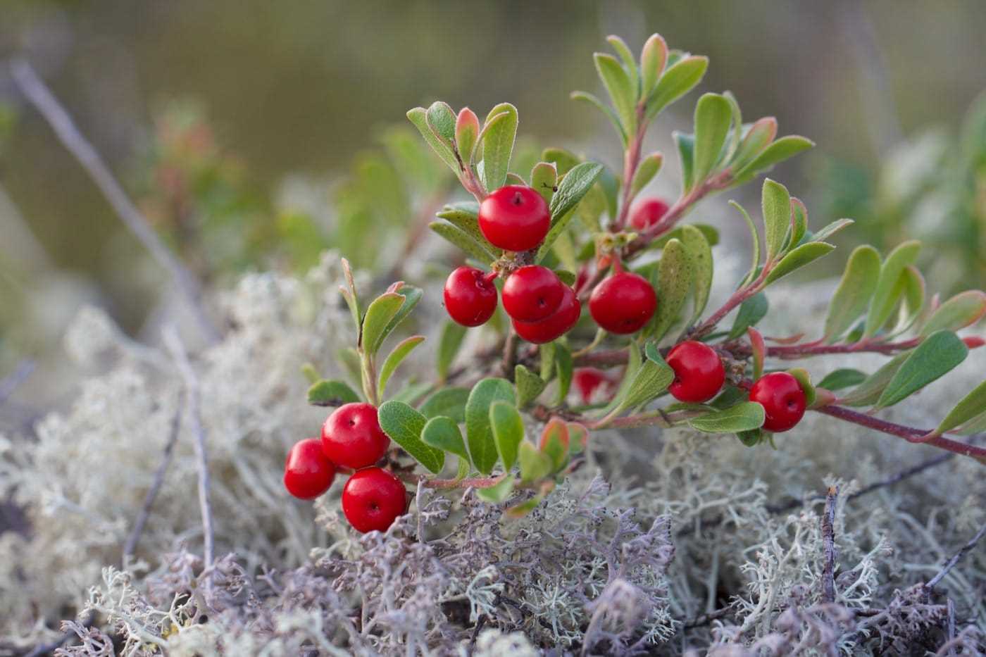 bearberries_shutterstock_1790847992.jpg