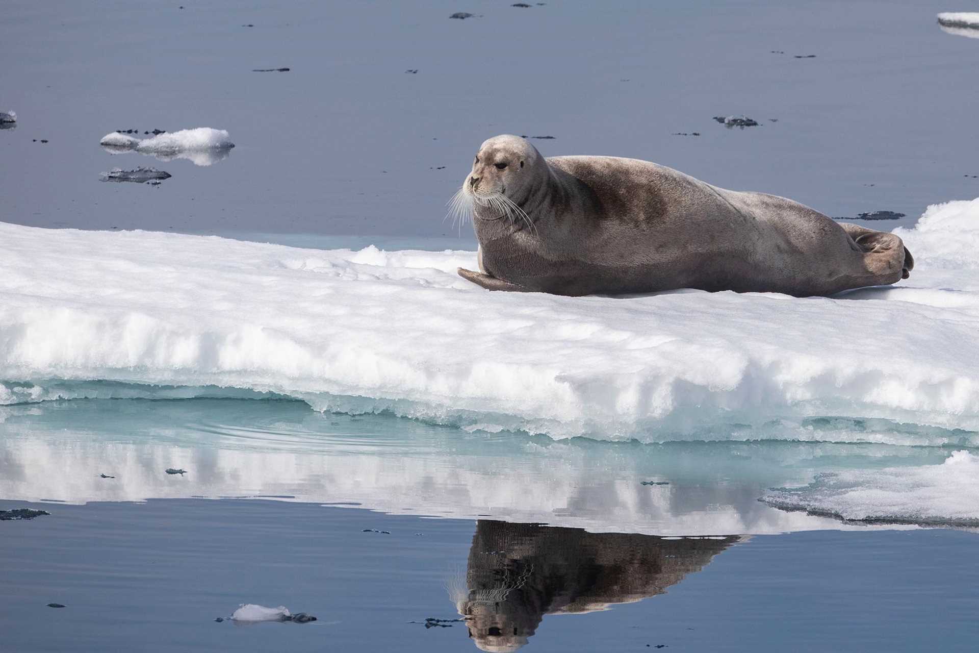 bearded seal