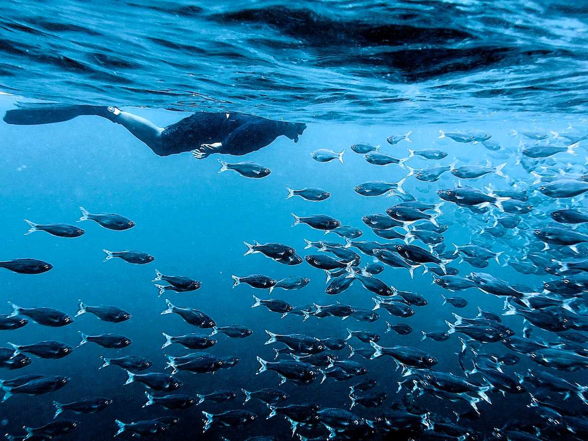 Snorkeler with school of fish.jpeg