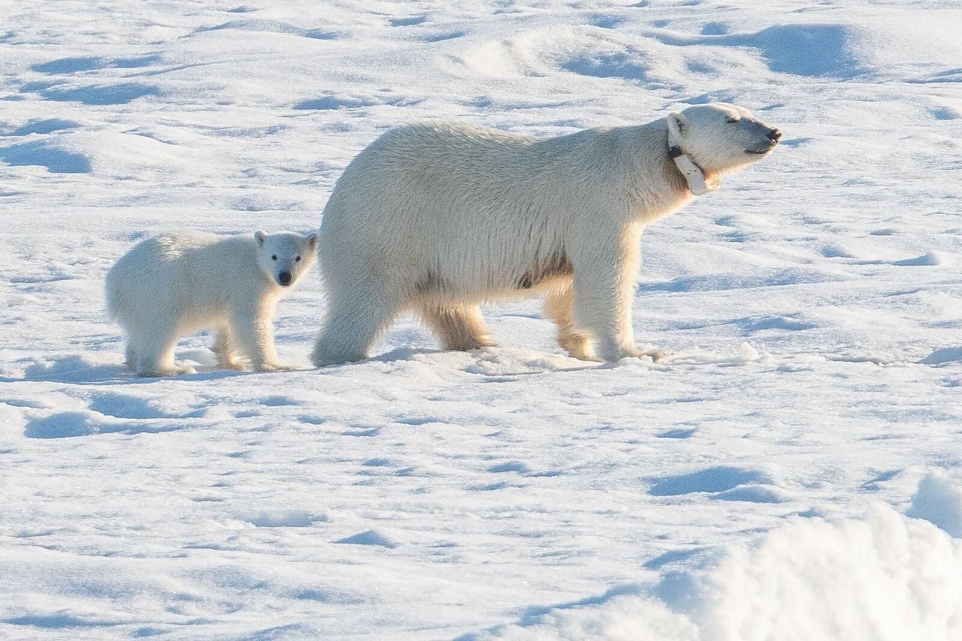 polar bear and cub