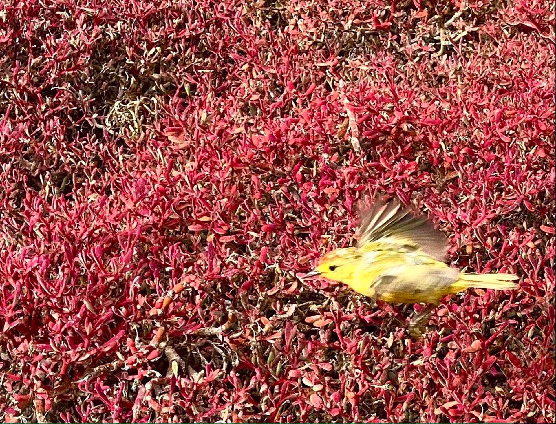 yellow warbler