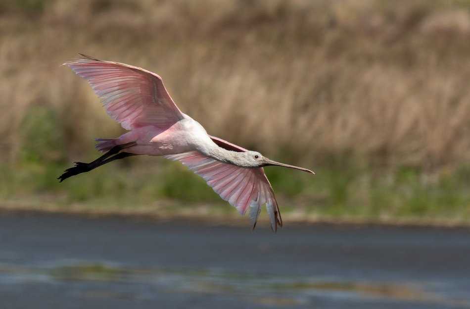 Roseate Spoonbill South Carolina.jpg