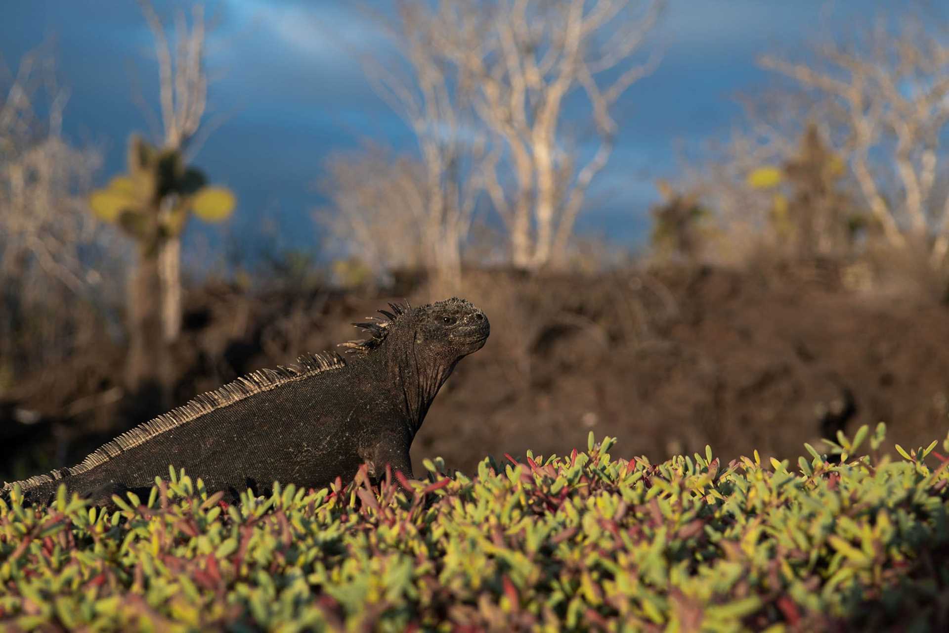 marine iguana