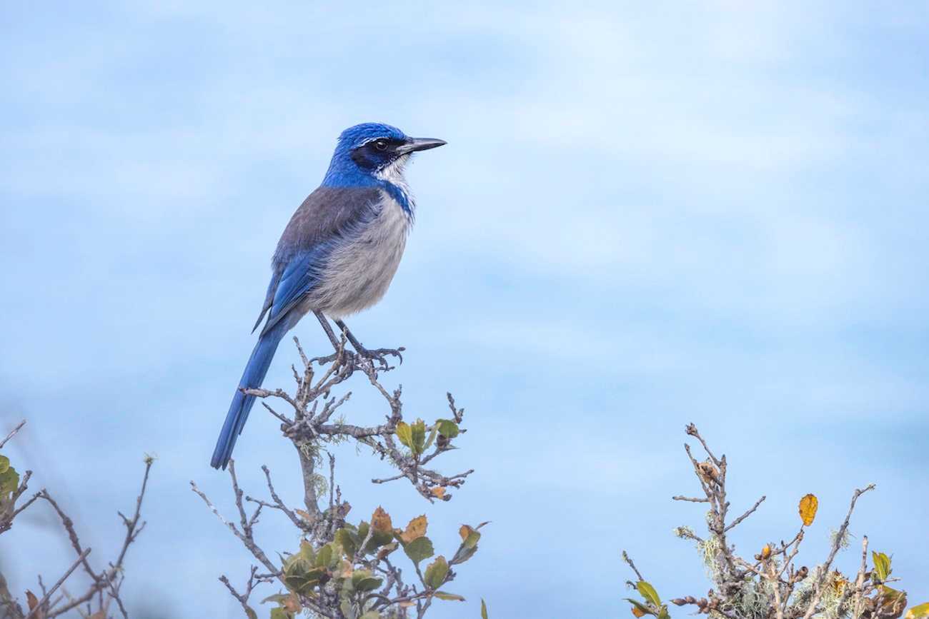 Channel Islands Scrub Jay.jpg