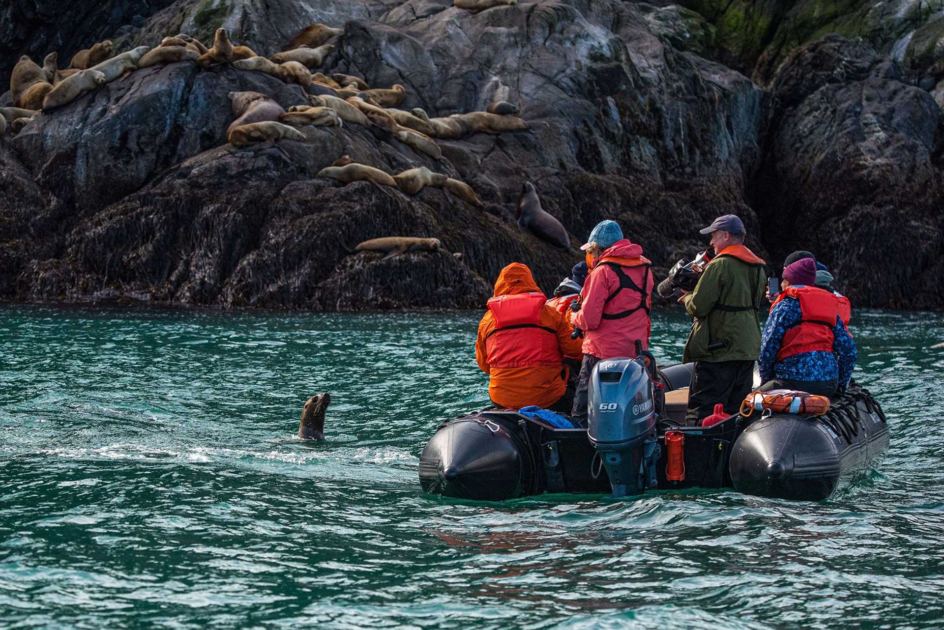 sea lion next to zodiac