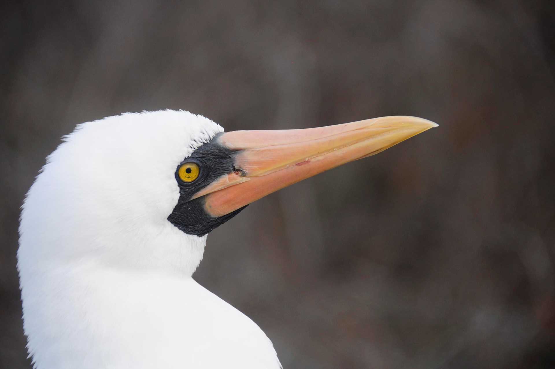 nazca booby