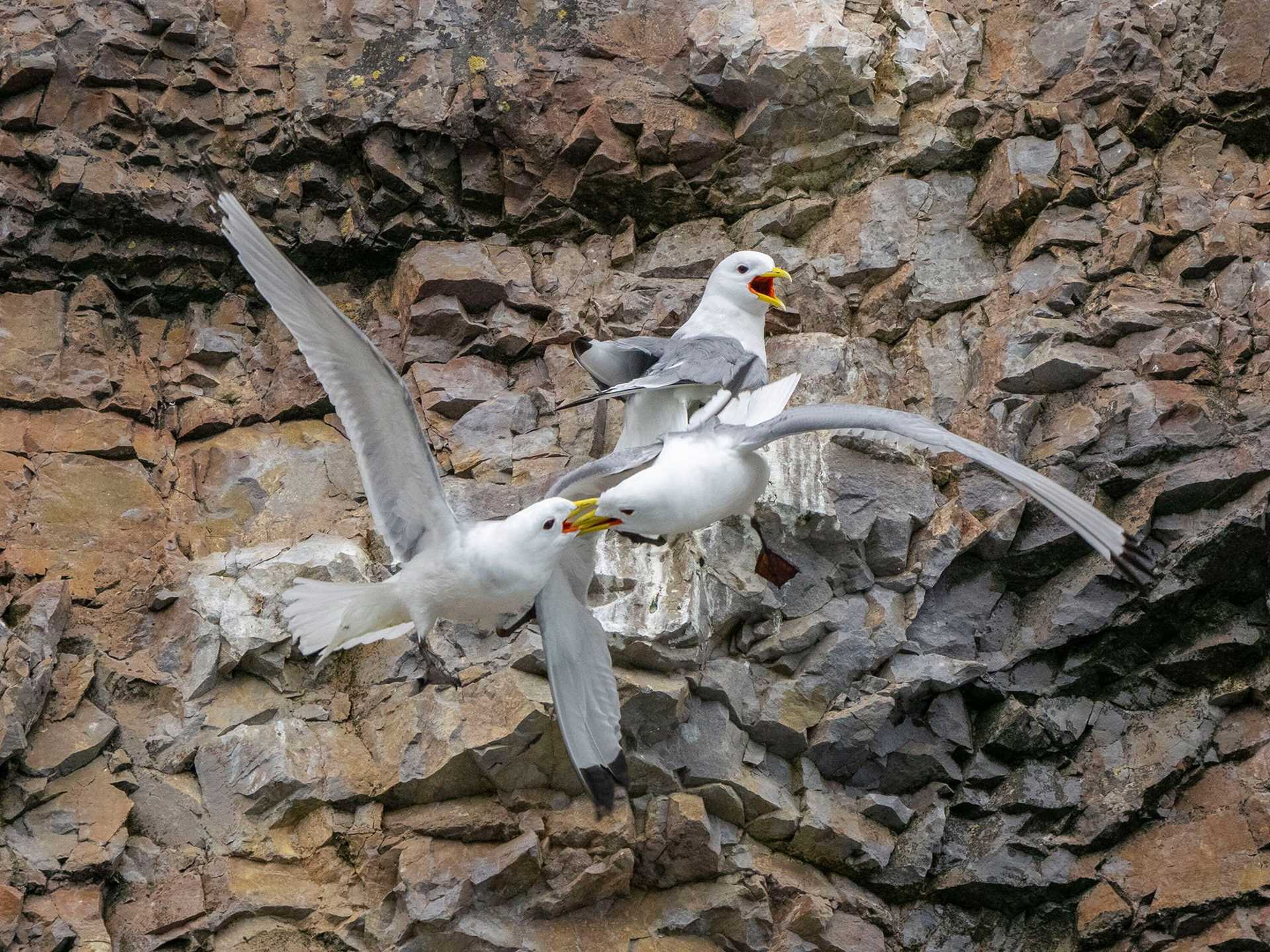 birds fighting over food