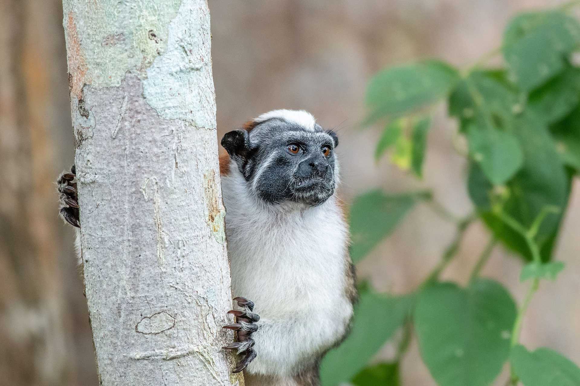 Geoffroy's tamarin