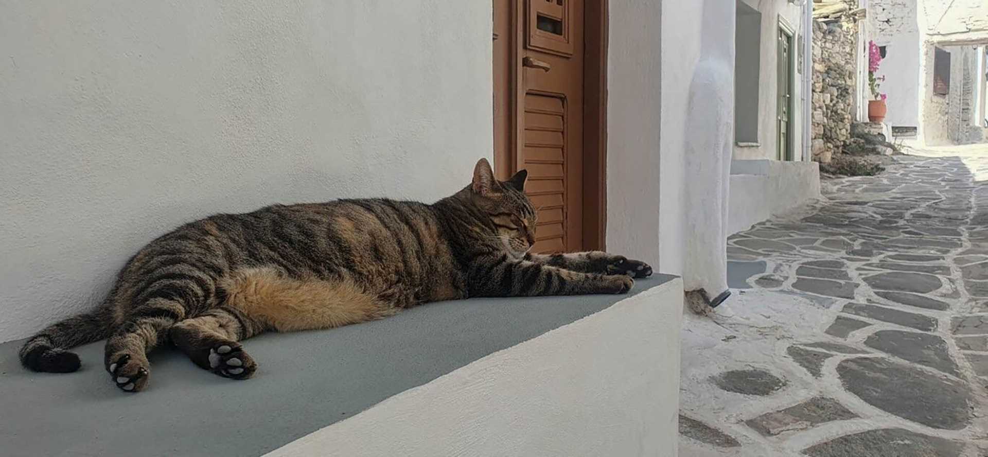 cat on windowsill