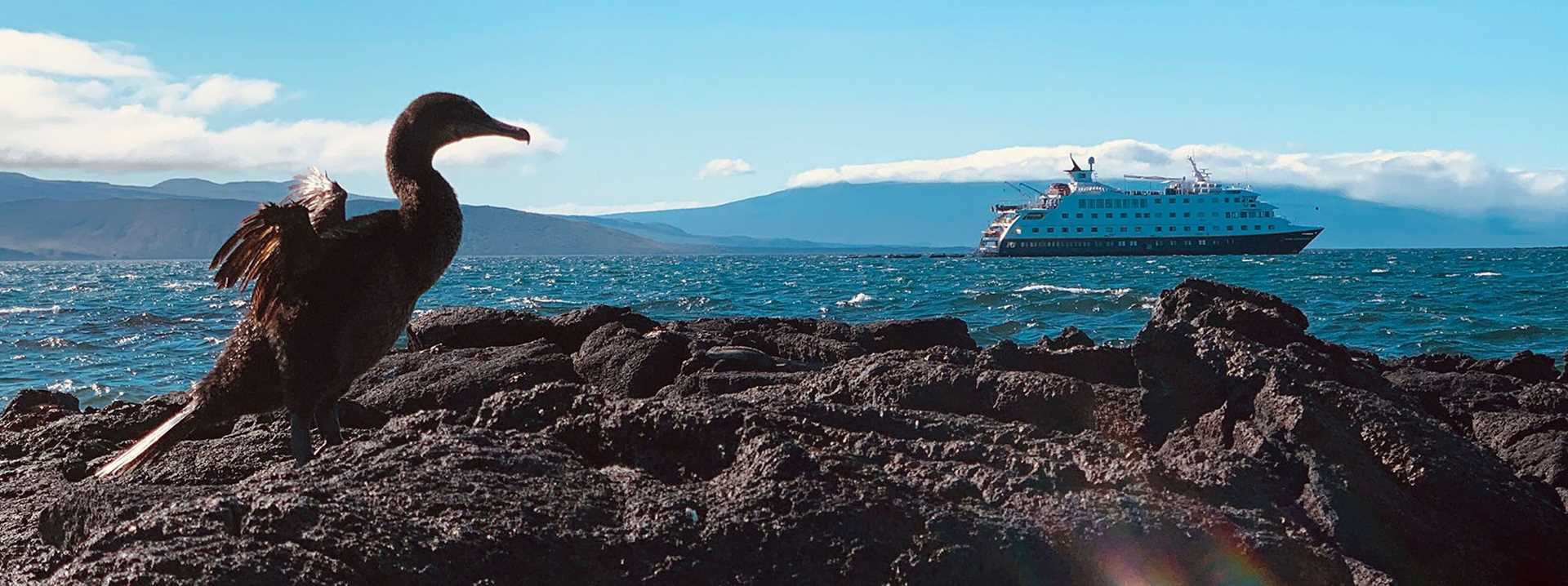 flightless cormorant with national geographic endeavour ii